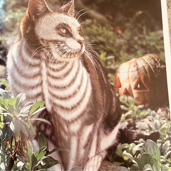 Why Paint Cats Feline Aesthetics Soft Cover Book - Picture 9 of 12